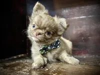 Flin, a male Chihuahua for sale in Enterprise, AL – 4 of 8