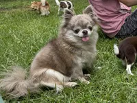 Flin, a male Chihuahua for sale in Enterprise, AL – 8 of 8