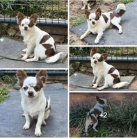 Pumpkin B1, a male Chihuahua for sale in Enterprise, AL – 6 of 7