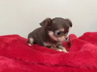 Pippy, a female Chihuahua for sale in Enterprise, AL – 4 of 4
