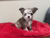 Deposit, a male Chihuahua for sale in Enterprise, AL – 1 of 10