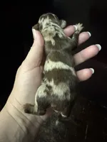 LC Merle female , a female Chihuahua for sale in Enterprise, AL – 3 of 5