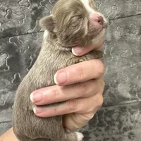 Deposit, a male Chihuahua for sale in Enterprise, AL – Photo 1 of 3
