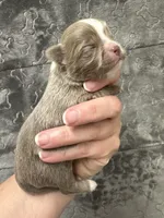 Deposit, a male Chihuahua for sale in Enterprise, AL – Photo 1 of 3