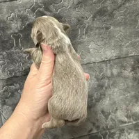 Deposit, a male Chihuahua for sale in Enterprise, AL – Photo 3 of 3