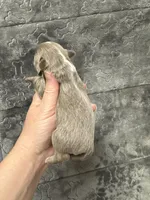 Deposit, a male Chihuahua for sale in Enterprise, AL – Photo 3 of 3