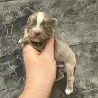 Deposit, a male Chihuahua for sale in Enterprise, AL – Photo 2 of 3