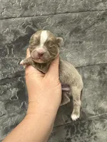 Deposit, a male Chihuahua for sale in Enterprise, AL – Photo 2 of 3