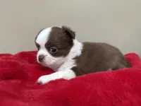 Pud, a female Chihuahua for sale in Enterprise, AL – 3 of 5
