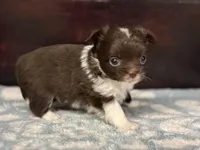 Taco, a male Chihuahua for sale in Enterprise, AL – Photo 9 of 10