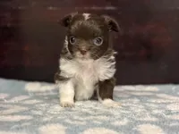 Taco, a male Chihuahua for sale in Enterprise, AL – Photo 6 of 10