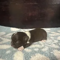 Taco, a male Chihuahua for sale in Enterprise, AL – Photo 2 of 6