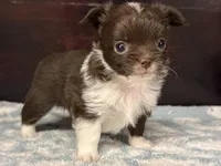 Taco, a male Chihuahua for sale in Enterprise, AL – Photo 8 of 10