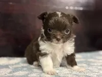 Taco, a male Chihuahua for sale in Enterprise, AL – Photo 10 of 10