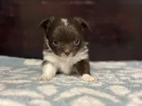 Taco, a male Chihuahua for sale in Enterprise, AL – Photo 7 of 10