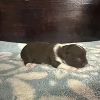 Taco, a male Chihuahua for sale in Enterprise, AL – Photo 3 of 6