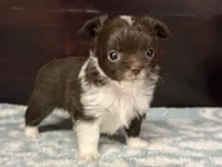 Taco, a male Chihuahua for sale in Enterprise, AL – Photo 5 of 10
