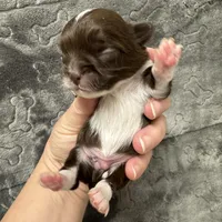 Taco, a male Chihuahua for sale in Enterprise, AL – Photo 4 of 6