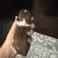 Taco, a male Chihuahua for sale in Enterprise, AL – Photo 1 of 6