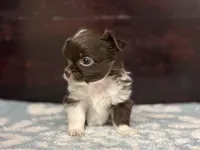 Taco, a male Chihuahua for sale in Enterprise, AL – Photo 4 of 10