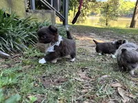 Taco, a male Chihuahua for sale in Enterprise, AL – Photo 2 of 10