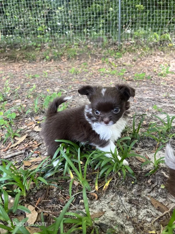 Taco, a male Chihuahua for sale in Enterprise, AL – Photo 1 of 10