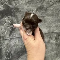 Taco, a male Chihuahua for sale in Enterprise, AL – Photo 5 of 6