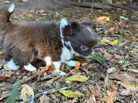 Taco, a male Chihuahua for sale in Enterprise, AL – Photo 3 of 10