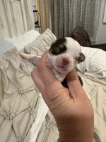 Pumpkin B1, a male Chihuahua for sale in Enterprise, AL – 3 of 7