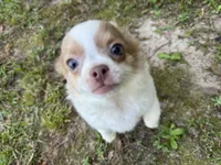 Pettie, a male Chihuahua for sale in Enterprise, AL – 2 of 10