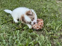 Pettie, a male Chihuahua for sale in Enterprise, AL – 4 of 10
