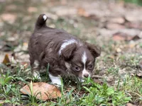 Charlie, a male Chihuahua for sale in Enterprise, AL – 5 of 5