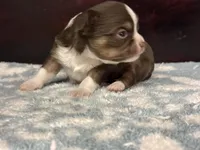 Charlie, a male Chihuahua for sale in Enterprise, AL – Photo 4 of 5