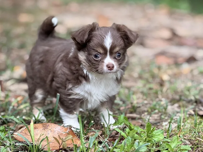 Charlie – Chihuahua puppy for sale in Enterprise, AL