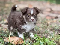 Charlie, a male Chihuahua for sale in Enterprise, AL – 1 of 5