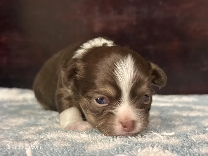 Charlie – Chihuahua puppy for sale in Enterprise, AL