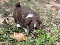 Charlie, a male Chihuahua for sale in Enterprise, AL – 2 of 5