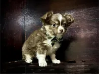 Charlie, a male Chihuahua for sale in Enterprise, AL – 4 of 5