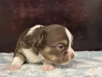 Charlie, a male Chihuahua for sale in Enterprise, AL – Photo 3 of 5