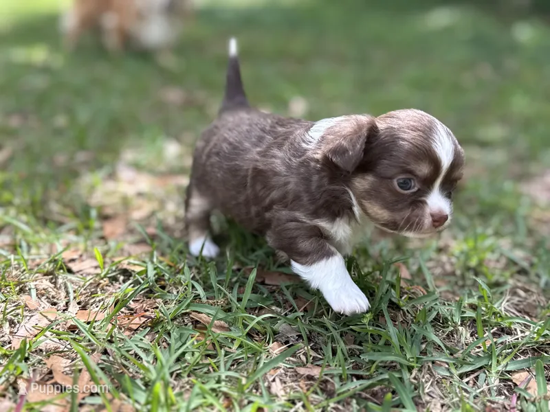 Charlie – Chihuahua puppy for sale in Enterprise, AL