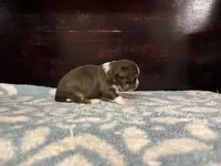 Charlie, a male Chihuahua for sale in Enterprise, AL – Photo 5 of 5