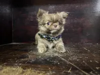Flin, a male Chihuahua for sale in Enterprise, AL – 5 of 8