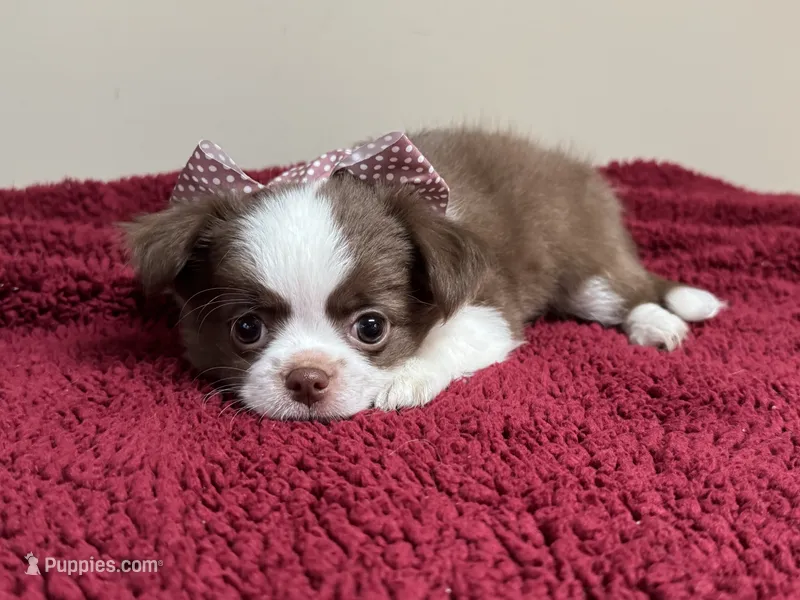 AKC PUD – Chihuahua puppy for sale in Enterprise, AL