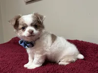 Pettie, a male Chihuahua for sale in Enterprise, AL – 4 of 8