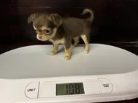 Pippy, a female Chihuahua for sale in Enterprise, AL – 2 of 4