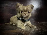 Flin, a male Chihuahua for sale in Enterprise, AL – 2 of 8