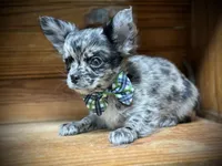 Hold Russian blue LC, a male Chihuahua for sale in Enterprise, AL – Photo 3 of 4