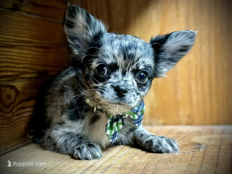 Hold Russian blue LC