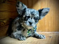 Hold Russian blue LC, a male Chihuahua for sale in Enterprise, AL – Photo 1 of 4