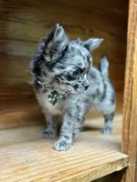 Hold Russian blue LC, a male Chihuahua for sale in Enterprise, AL – Photo 4 of 4